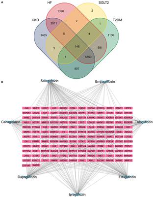 Mechanisms of Cardiorenal Protection With SGLT2 Inhibitors in Patients With T2DM Based on Network Pharmacology